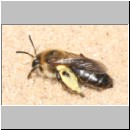 Andrena barbilabris - Sandbiene w04 11mm.jpg